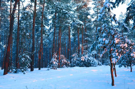 Frosty morning in a mysterious snow-white pine forest