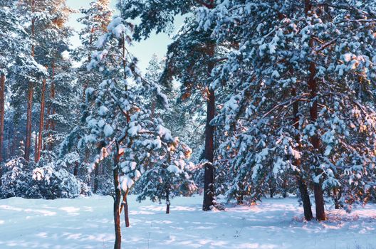 Frosty morning in a mysterious snow-white pine forest