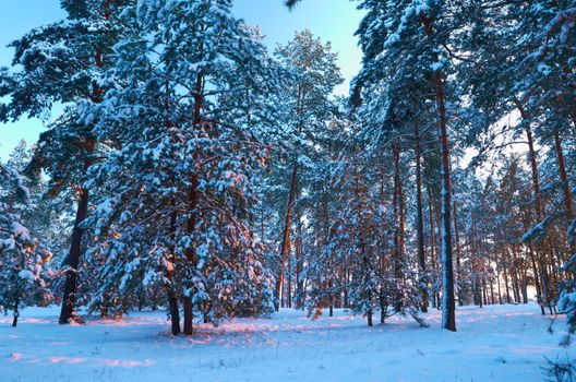 Frosty morning in a mysterious snow-white pine forest
