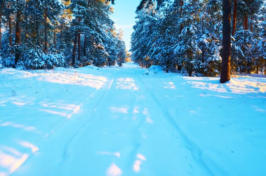 Frosty morning.The road to the mysterious winter pine forest