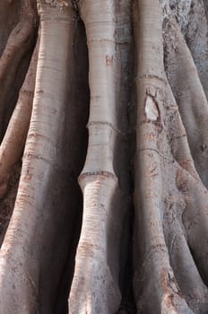 Big ficus trunk in Cadiz