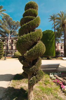 Spiral conifer and palm trees and in Cadiz park