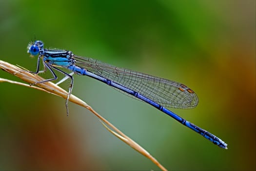 a little blue Coenagrionidae dragonfly