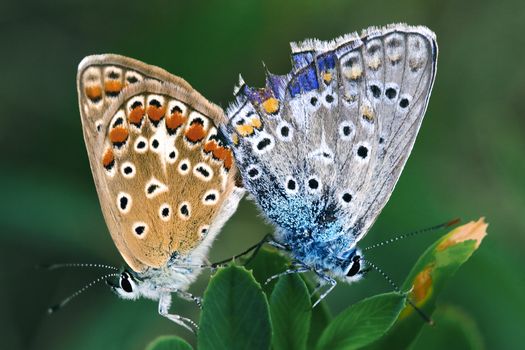 two butterly in love in the green,a close up