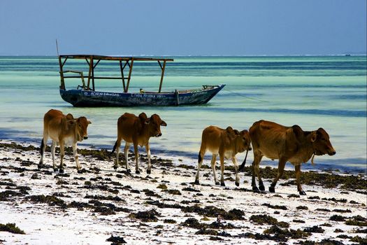 cow in zanzibar