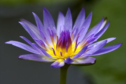 a close up of flower in a garden in mauritius