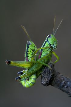 two grasshoper in love on a tree