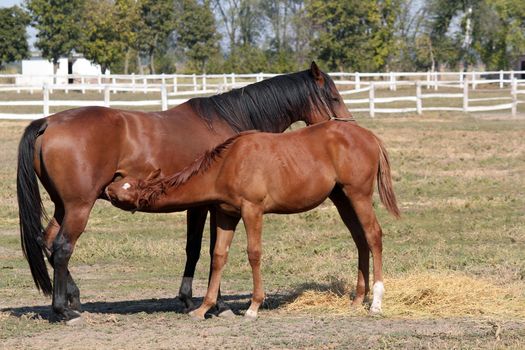 foal feeding with milk ranch scene