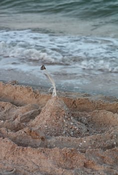 Sand Castle Hill with a feather seagull on the beach at the evening