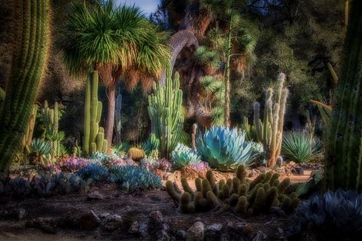 Arizona Cactus Garden on the grounds of Standford University in Palo Alto, California.