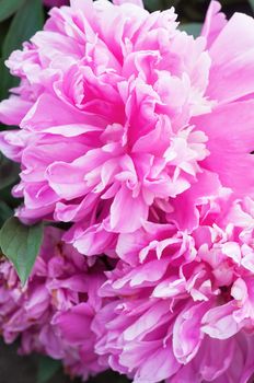 Shot of beautiful pink peony flowers, macro