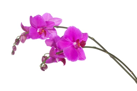 Beautiful purple orchid, isolated on white