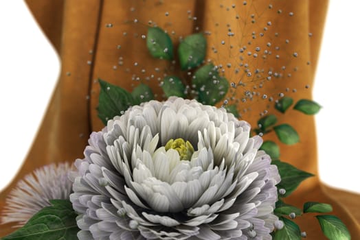 isolate on white holiday and wedding background with chrysanthemum