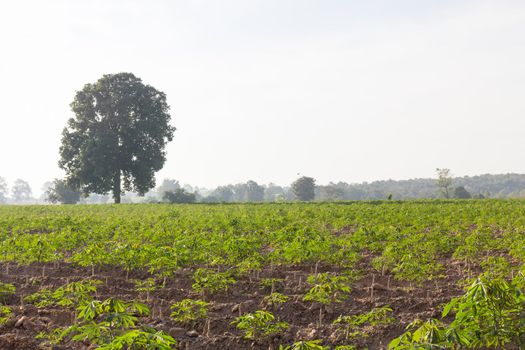 Green of cassava or manioc field in Thailand.