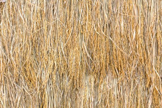 Dry paddy rice seeds mass product from Thailand