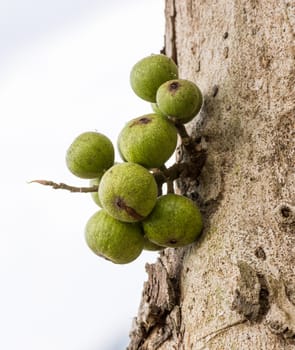 Green Fig fruit on  tree  in Thailand