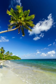 White sand beach with a palm tree hanging over it in the Caribbean Sea