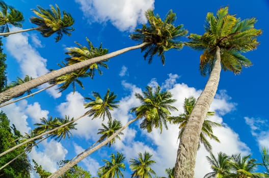 Looking up at palm trees and beautiful blue sky