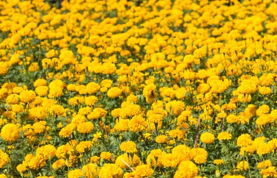 Field of Marigold or Calendula blooming in summer meadow.
