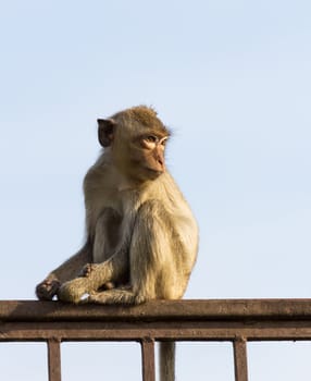 Monkey  in the cage of zoo ,Thailand