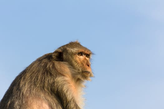 Macaque monkey portrait in Thailand
