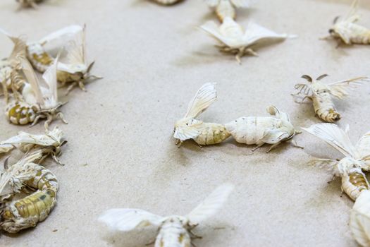 Silkworm butterflies mating for hybridize over brown paper