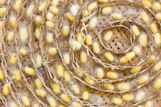 Group of silkworm cocoons nests.Bombycidae is a family of moths
