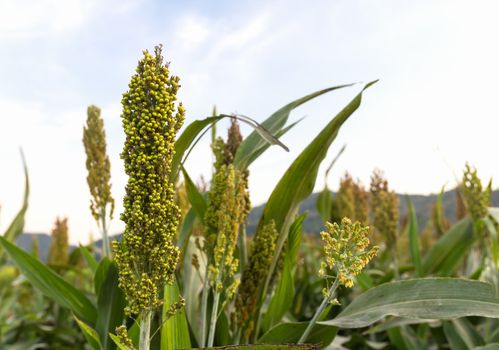 Closeup of sorghum ear on a field in Thailand