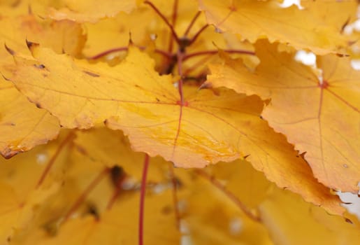 close up of wet yellow leaves