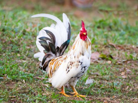 White Bantam  on grass in Countryside from thailand