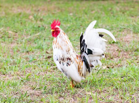 White Bantam  on grass in Countryside from thailand