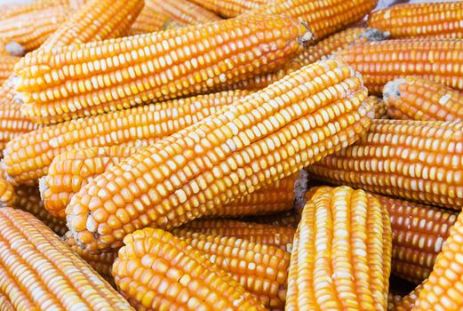 Pile of yellow dried corns  for animal feeding