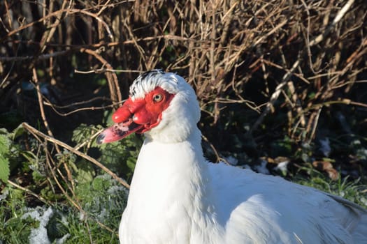 Muscovy Duck in profile