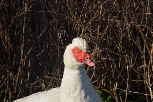 Head and shoulders of Muscovy Duck