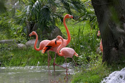 American Flamingo male displaying in front of females in water