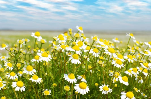 Flower spring scene with chamomile field