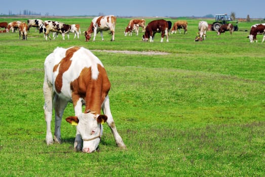 Cow pasture grass in the pasture