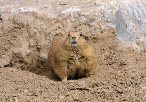 Black-tailed Prairie Dog looking forward feet down