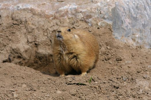 Black-tailed Prairie Dog looking to side feet down