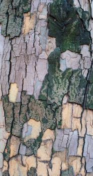 The bark of a sycamore tree. High resolution texture