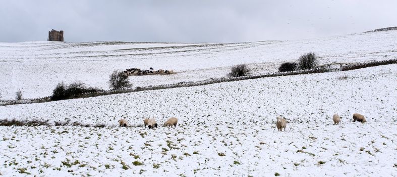 Rural dorset in england with cattle and sheep covered in snow