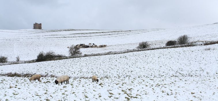 Rural dorset in england with cattle and sheep covered in snow