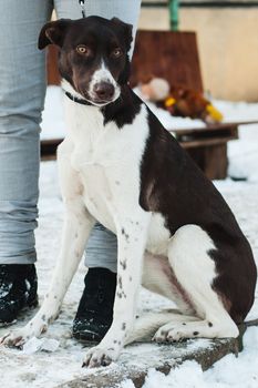 Portrait of a black mongrel dog outdoors