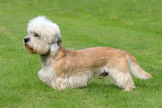 The funny Dandie Dinmont Terrier on the green grass