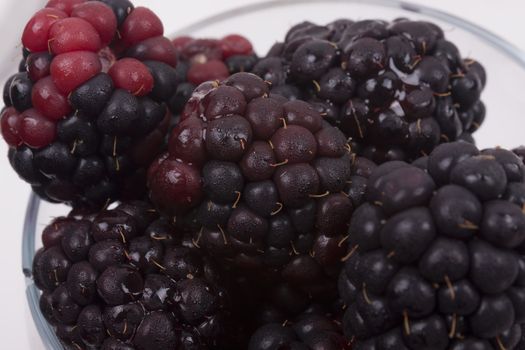 blackberries on a white background