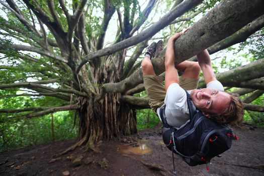Banyan tree and hiker, Maui, Hawaii. Man hiking climbing giant Hawaiian Banyan tree on the Pipiwai Trail to Waimoku Falls around Haleakala National Park, Hawaii, Maui, USA