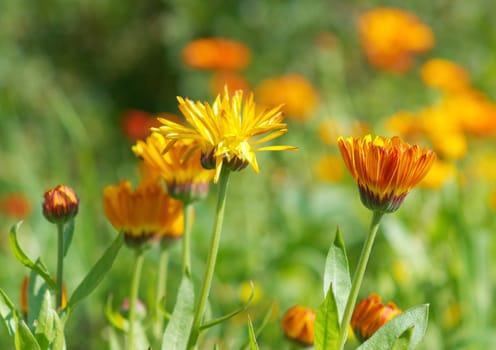 yellow  flower close-up. pot marigold (Calendula officinalis) fiel