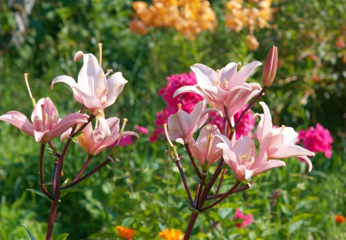 Pink lily in garden