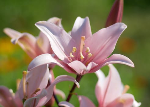Pink lily in garden