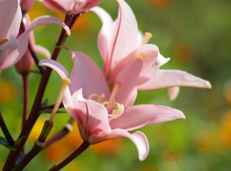 Pink lily in garden